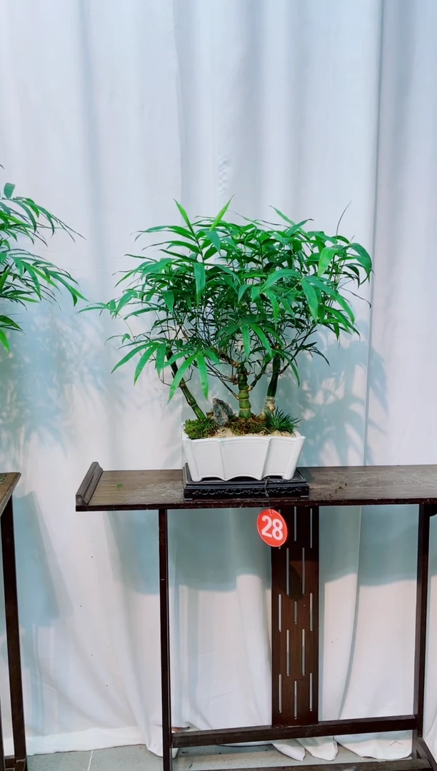无花朵竹子盆景盆栽