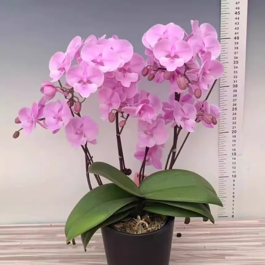 【瑕疵】禹城王子不带花剑仅是苗3.0