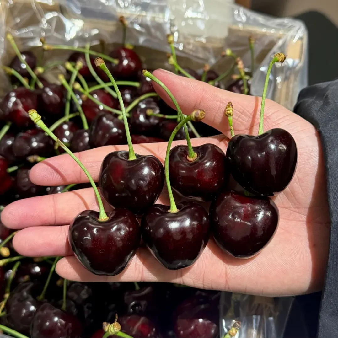 【黑车科迪亚】Kordia科迪亚海运2~4J车厘子JX黑车5斤 内附果径卡