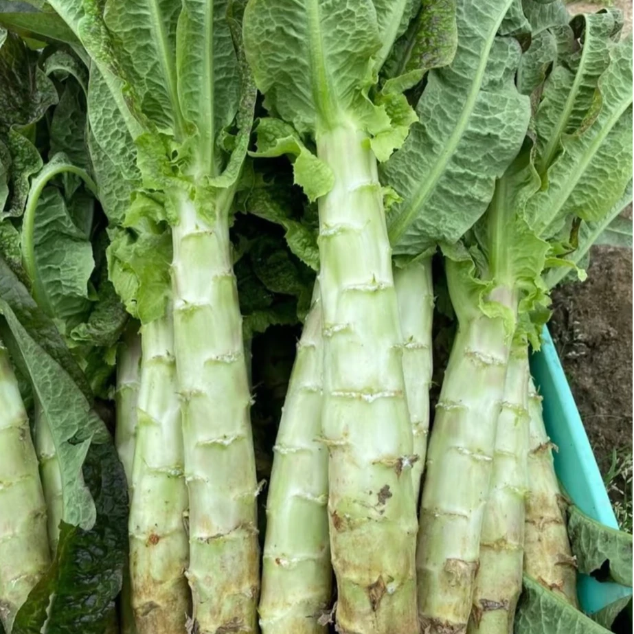 农家自种蔬菜礼包