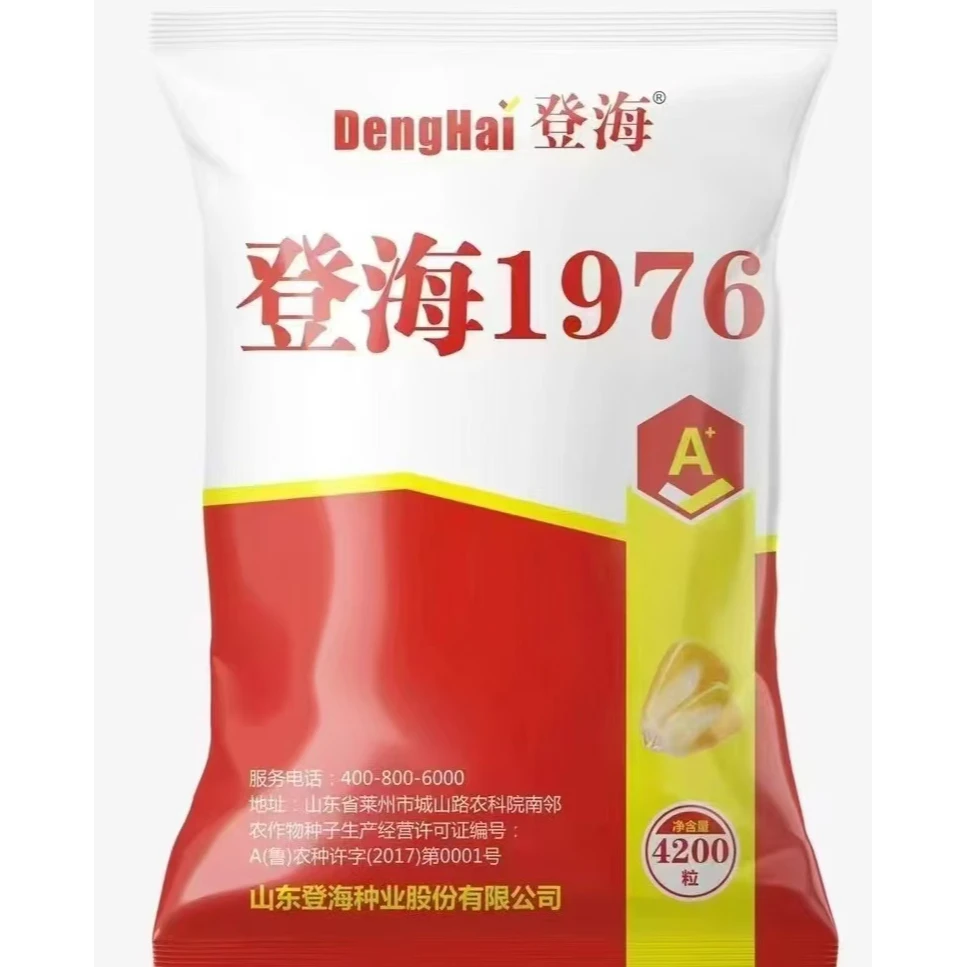 登海1976国审红轴大棒品种抗病抗倒超高产杂交玉米种子