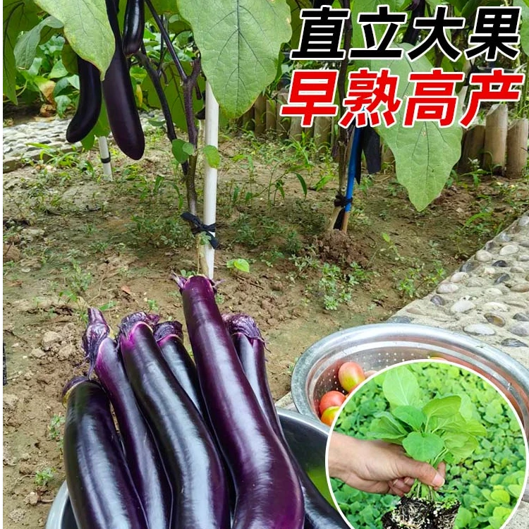 紫长茄子苗烧烤茄子高产抗病茄苗四季阳台庭院种植各类蔬菜秧苗