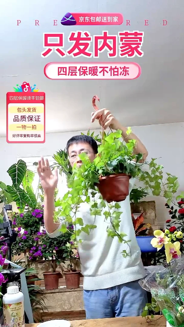 完全开放常春藤顺丰包邮