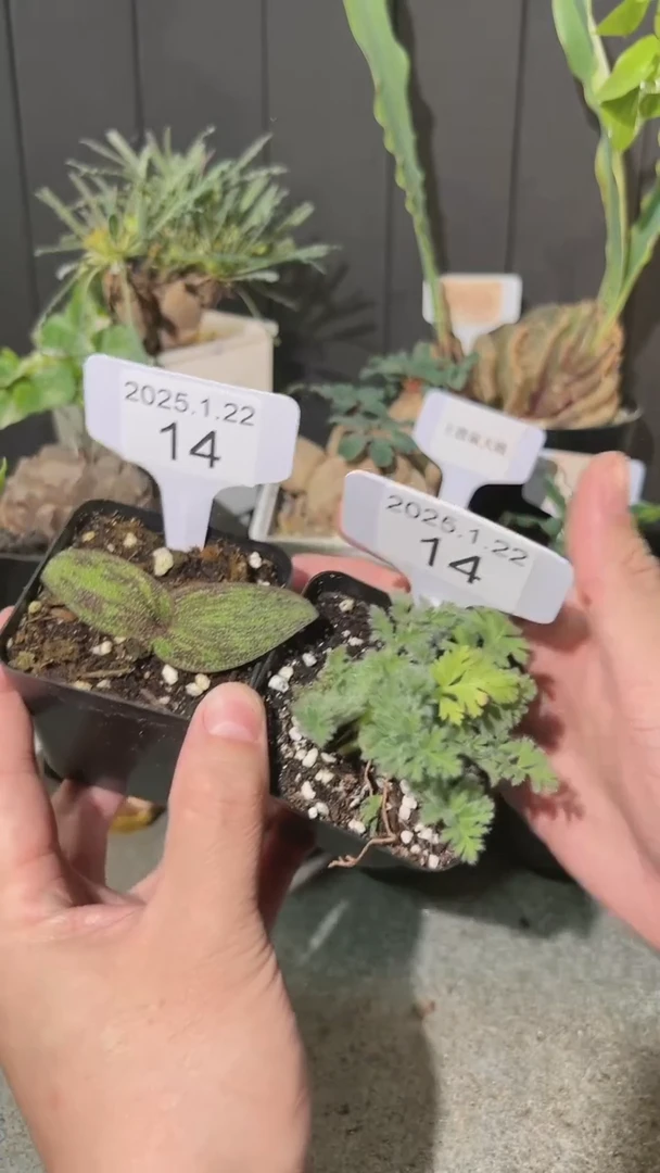 【闪购商品】 紫镜羽叶组合1.22.14