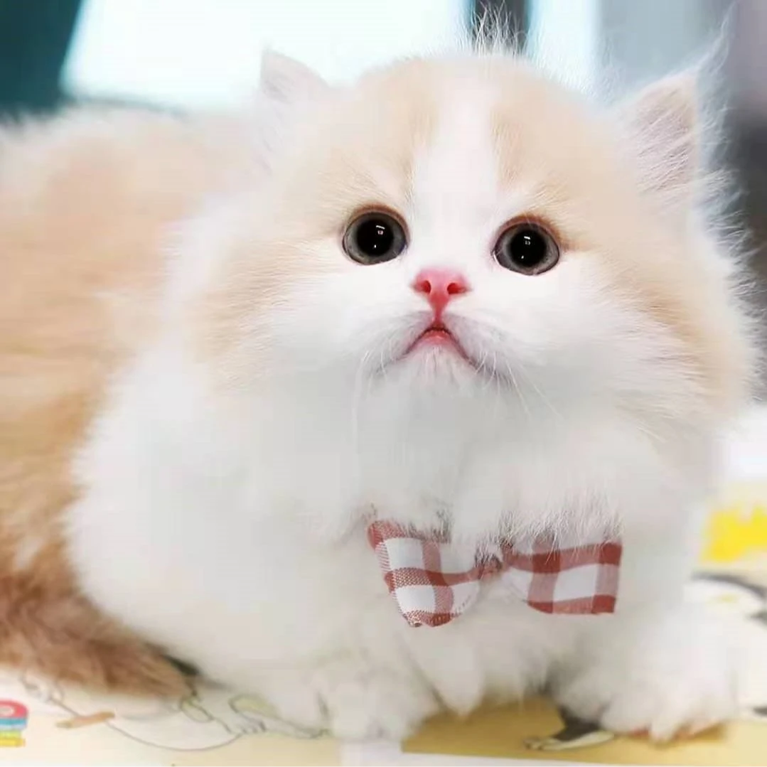 英短蓝金加白矮脚猫咪活体美短起司曼基康小猫活物银白三花拿破仑