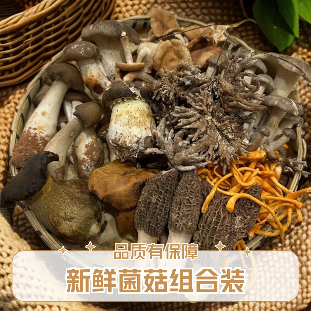 新鲜云南菌菇组合两斤装黑松露松茸鸡枞青头牛肝菌美食火锅