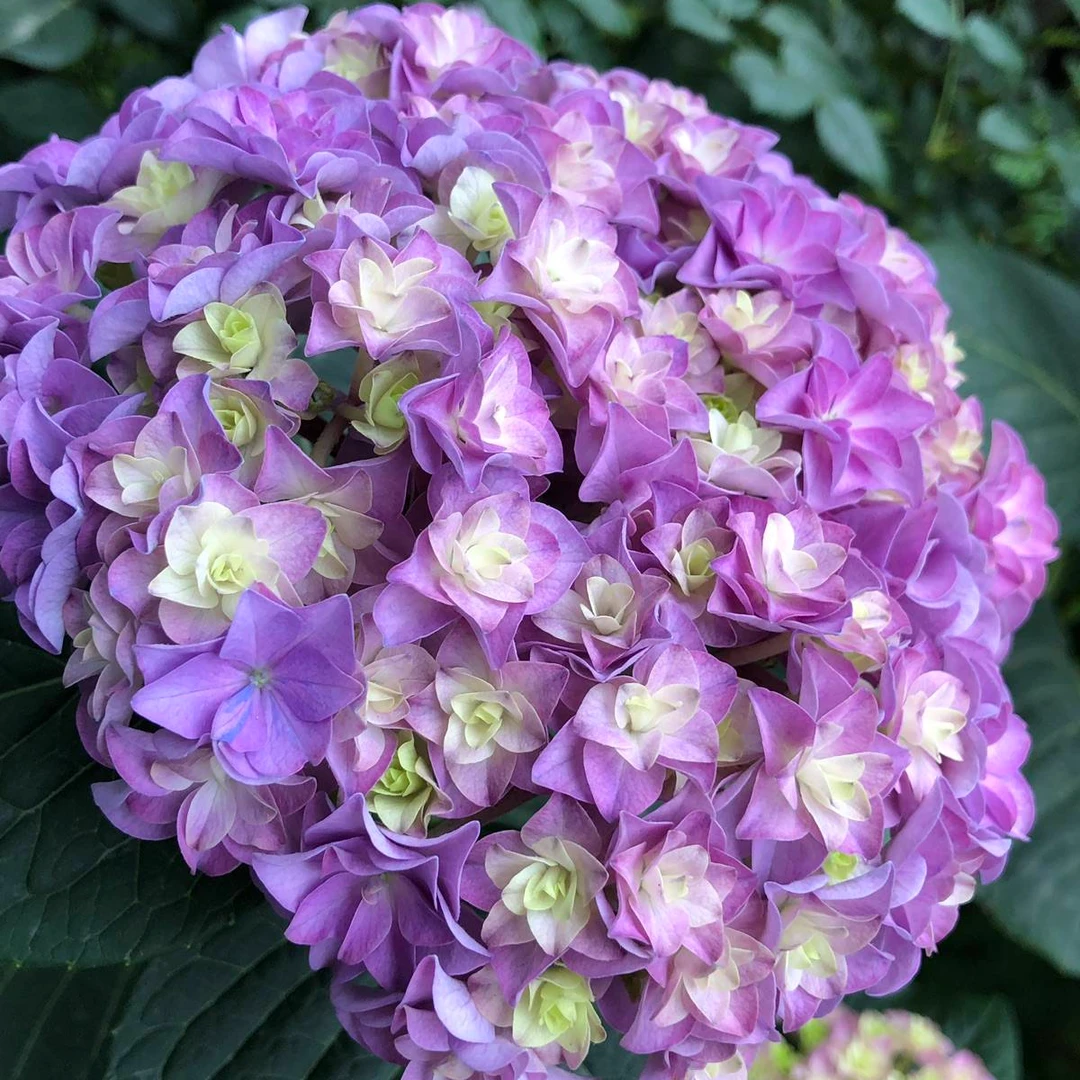 虹越 | 绣球“太阳神殿”庭院室内阳台小苗花园花卉地栽植物