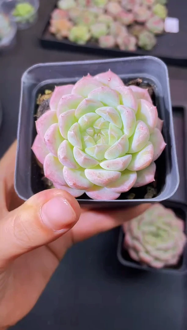 8439美妮桃随机发一颗量拍