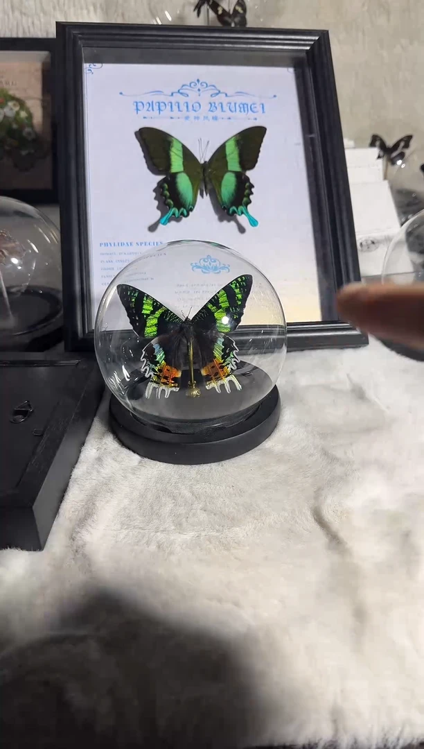 有机玻璃太阳蛾水晶球精美蝴蝶