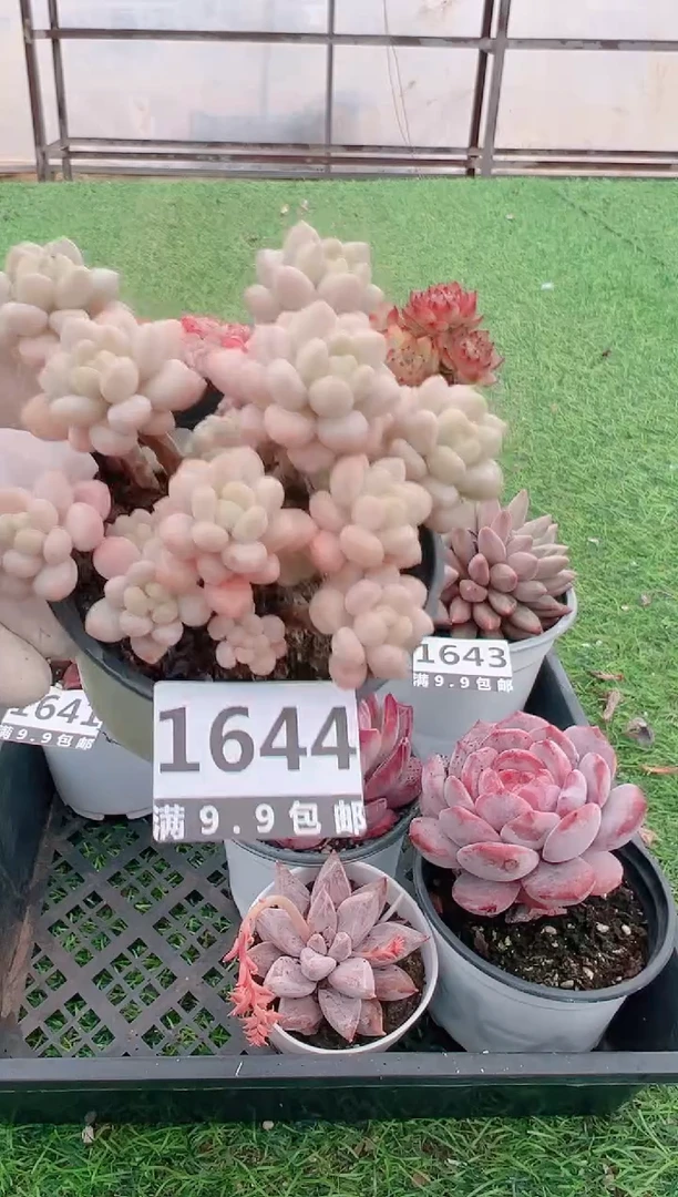 【闪购商品】信福多肉一物一拍