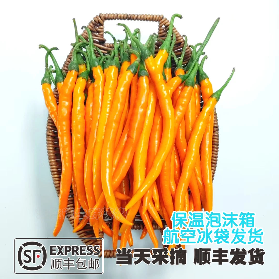 湖南黄贡椒辣椒新鲜超长线椒剁椒酒店餐饮商用现采现发