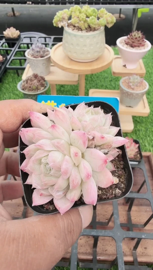 东云多肉园二店-99