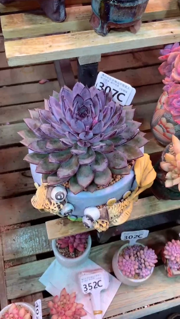 307C 摩卡（一物一拍实付满28发货，默认不带盆土）