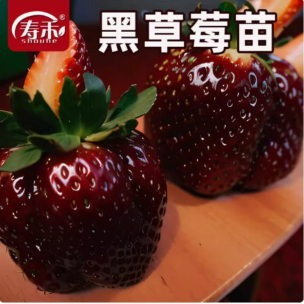 海蒂的花园草莓水果浆果果苗甘甜浓郁阳台室外栽种食用结果盆栽苗