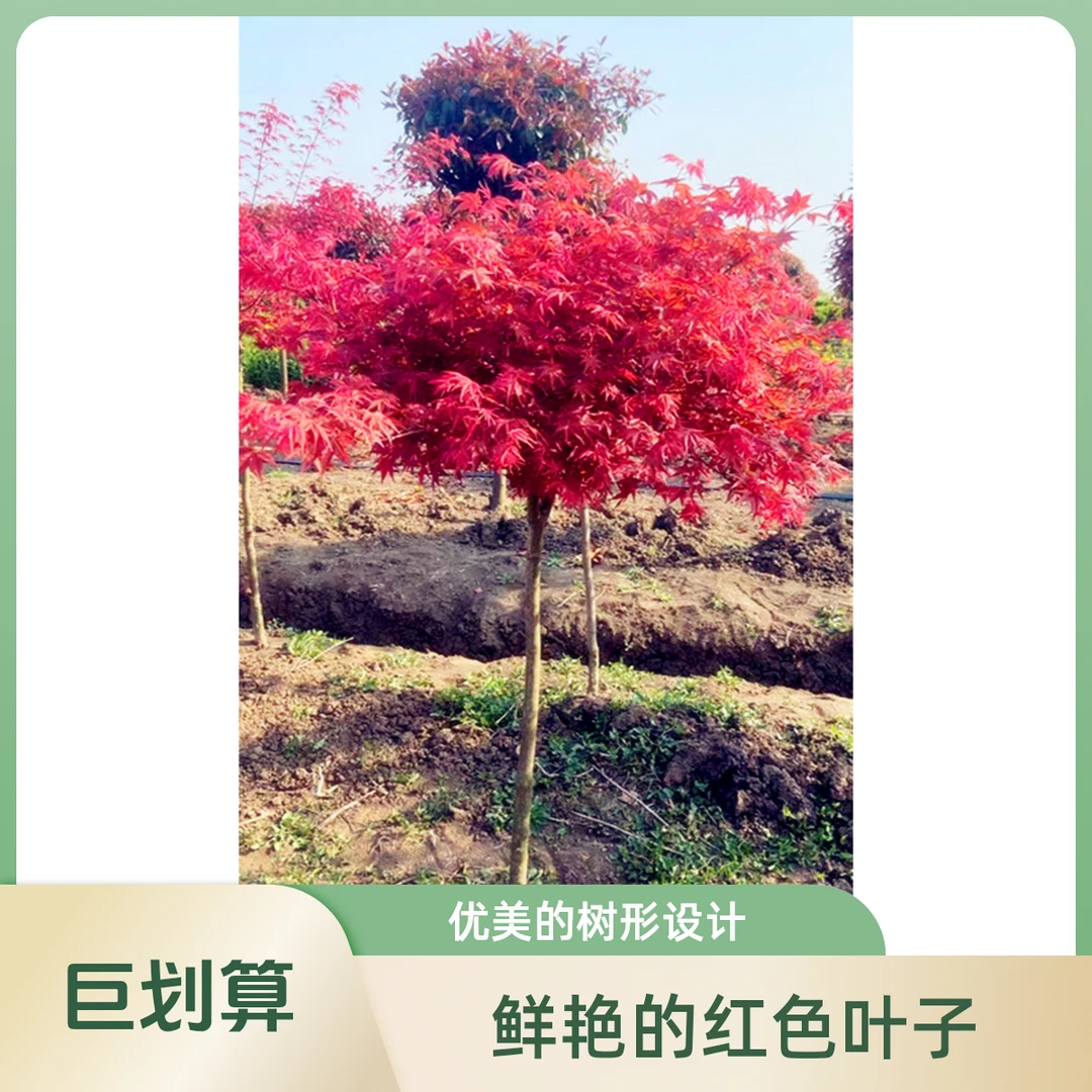 红枫苗地栽庭院景观树彩叶植物三季红红舞姬阳台盆栽