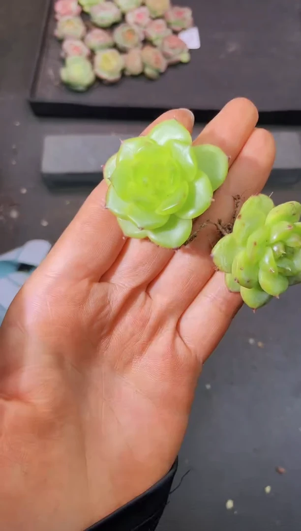 8590琉璃随机发一颗量拍