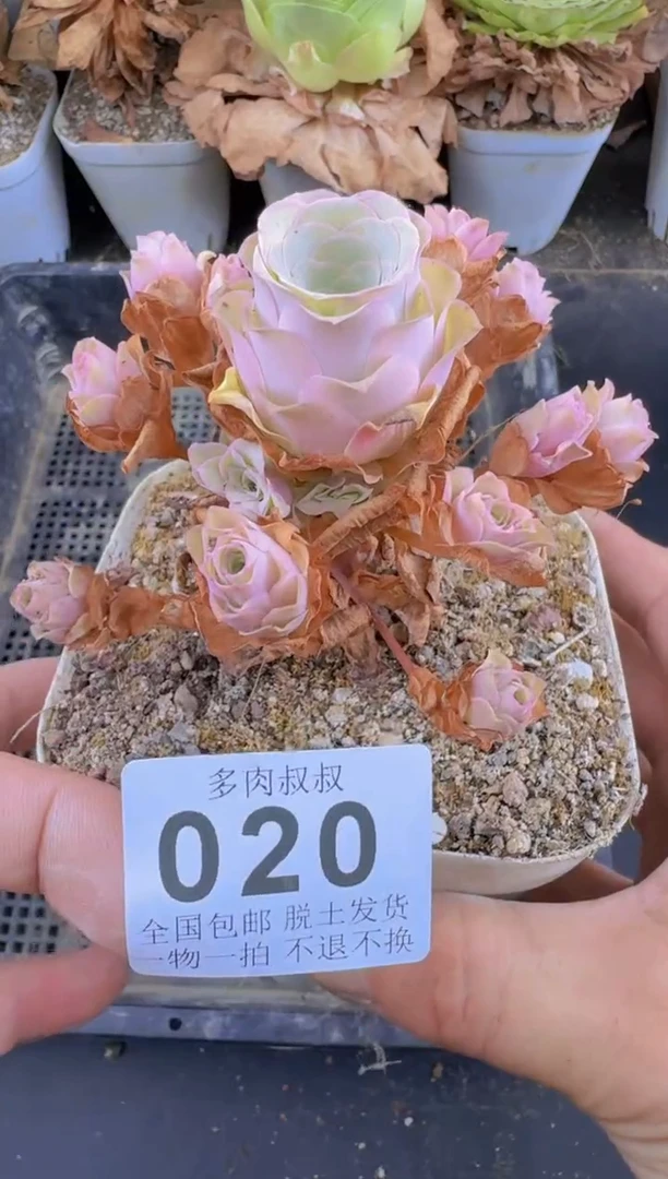 山地玫瑰  星河--020