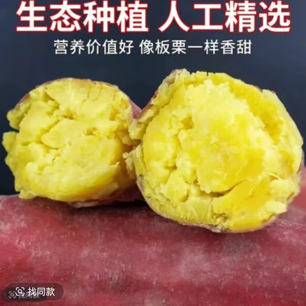 新鲜现挖沙地板栗红薯粉糯香甜板栗红薯5斤带箱