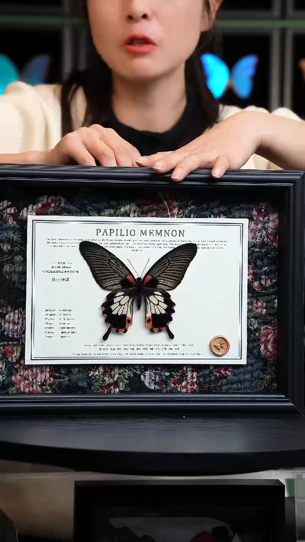 美凤蝶A4横框布艺款有尾