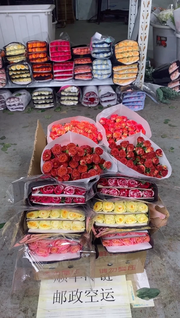 朱小姐10枝+奶油杯10枝+水瓶座10枝+巧克力10枝+爱丽丝10枝