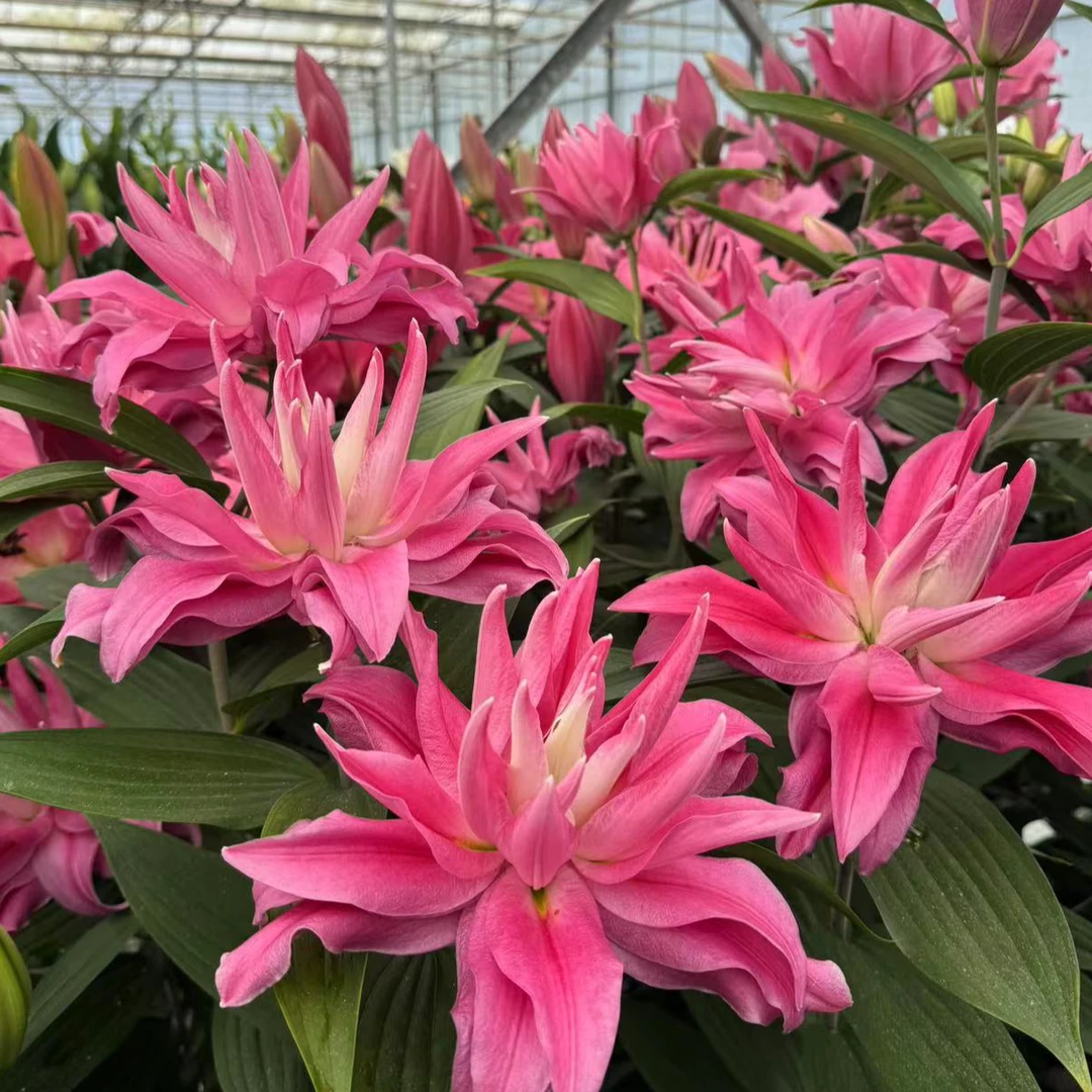 乔乔花屋 1颗球红丝带14/16东方系列粉色重瓣香水百合球 不带盆土