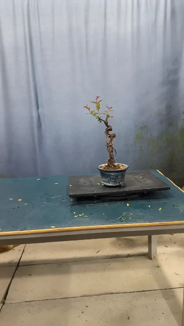 当前无花朵，栽培后可花朵紫薇紫薇紫薇紫薇紫薇紫薇