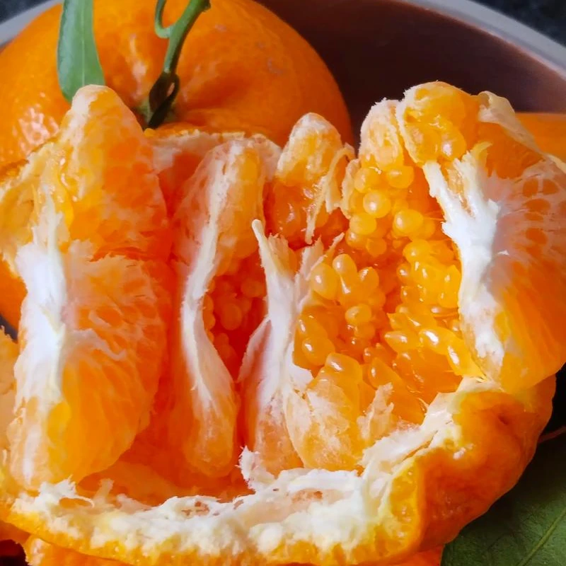 【周谷堆水果】爆汁春见耙耙柑净重4.5斤生态果园新鲜直达爆汁（21）