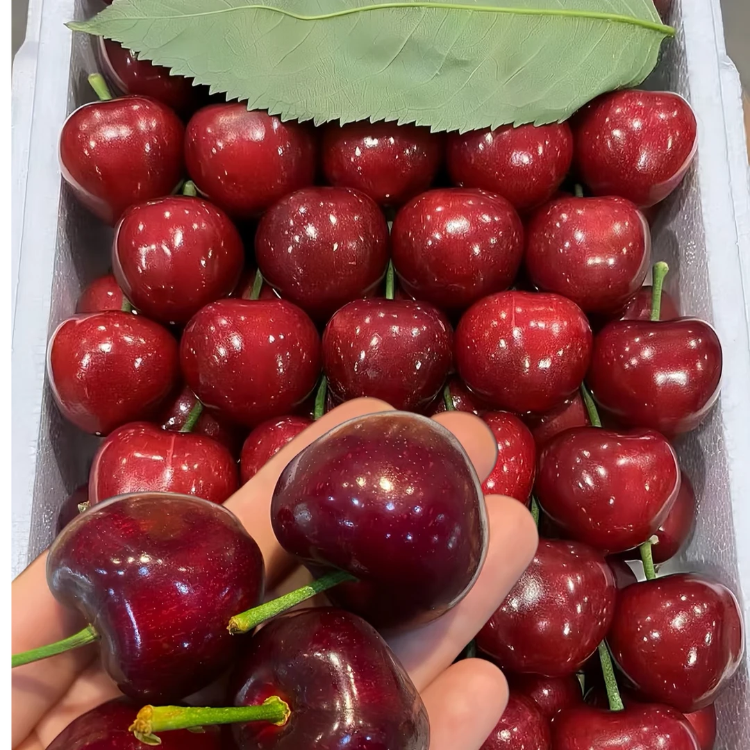 买3斤送3斤烟台露天美早大樱桃顺丰空运脆甜多汁