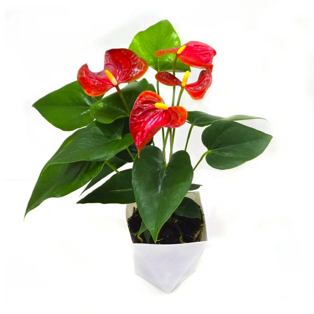 红掌盆栽带花适合客厅摆放四季开花的大型鸿运当头绿植