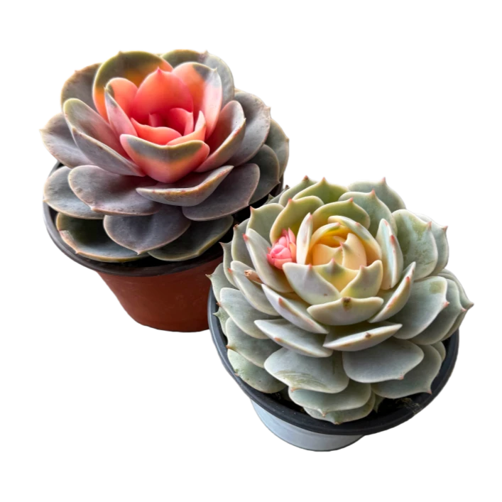 莲花座套餐 带盆土 莲花座可水培多肉植物  任意3单包