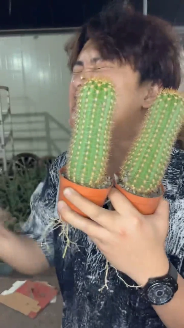 2颗 毛花柱【实生根】高8-12cm