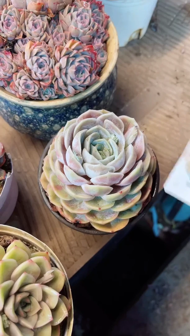 【闪购商品】12061