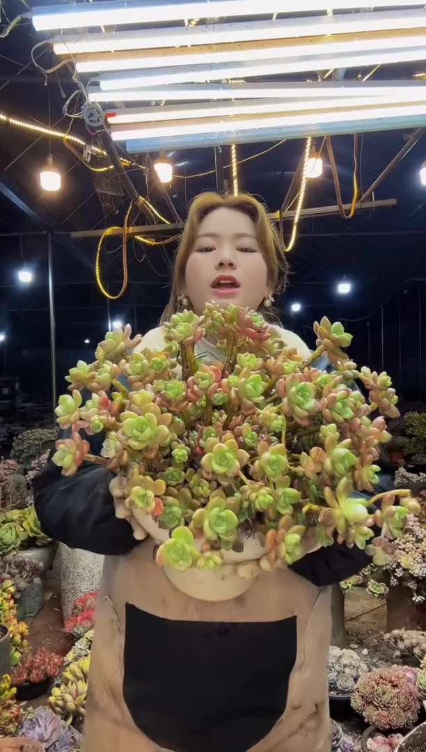 【闪购商品】露凝香一物一拍带盆（物流自理）