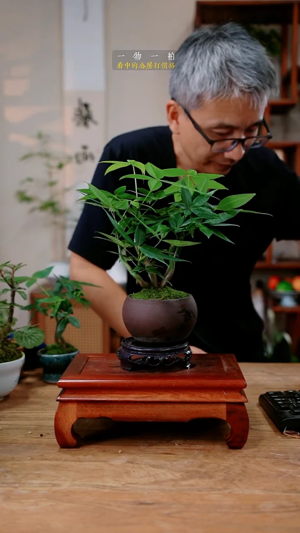 不开花植物最***?发财树430