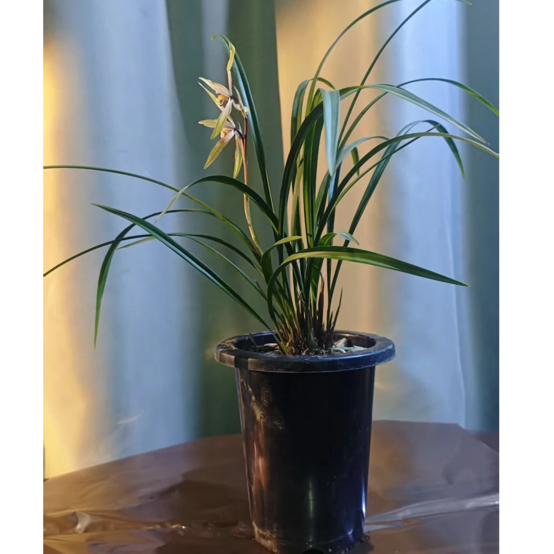 精品兰花 可放阳台客厅