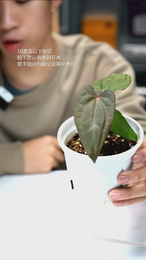 完全开放夜枭 02