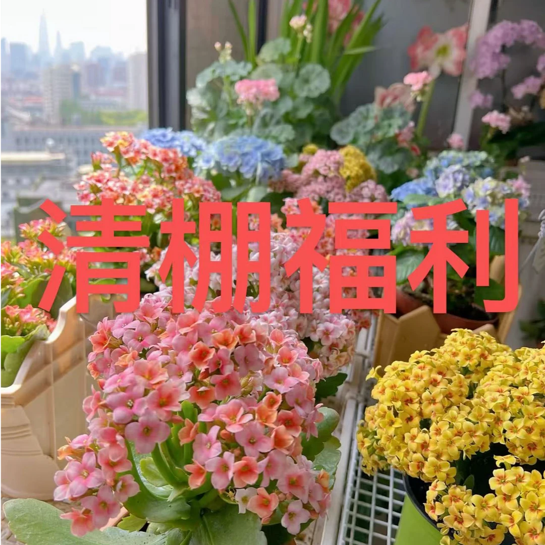 【4盆4品种】长寿花 一物一拍