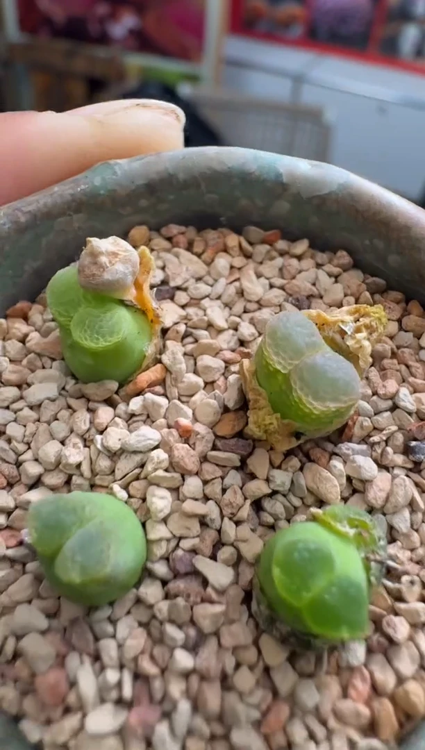 【闪购商品】4-17一颗