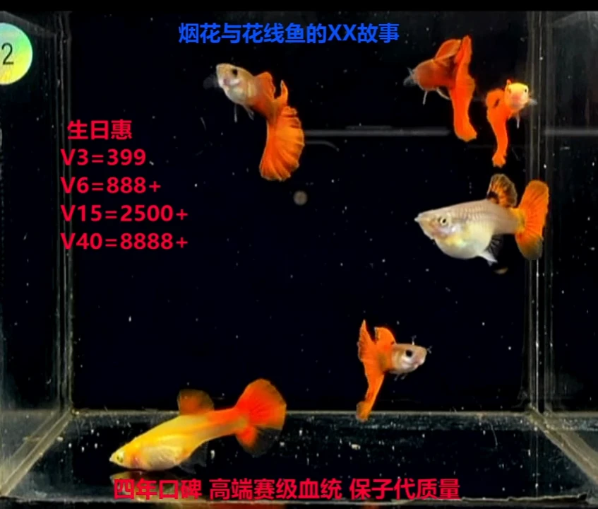 孔雀鱼全红练手1对