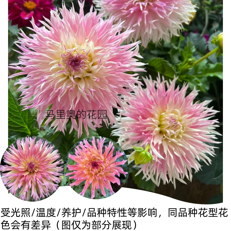 【桃金娘/松林公主】大丽花（盆栽）原盆原土发货