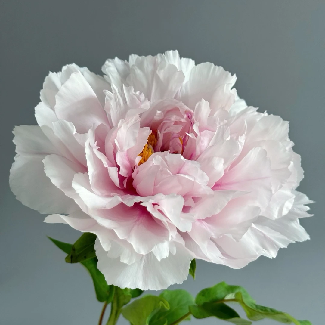 菏泽牡丹基地直发 《雪映桃花》牡丹鲜切花现发顺丰空运包邮