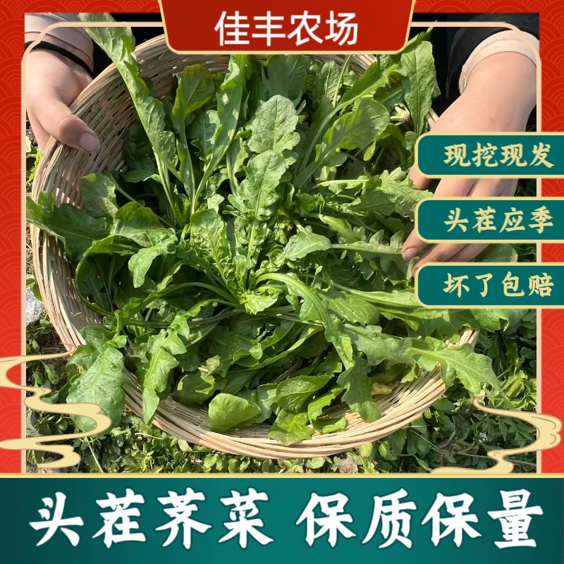 新鲜现挖荠菜露天天然生长可做馄饨水饺春卷馅