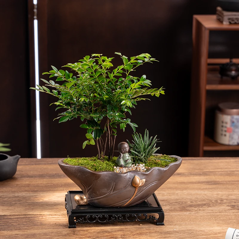 丛林小叶紫檀盆栽办公室内桌面新中式盆景植物绿植四季好养送礼