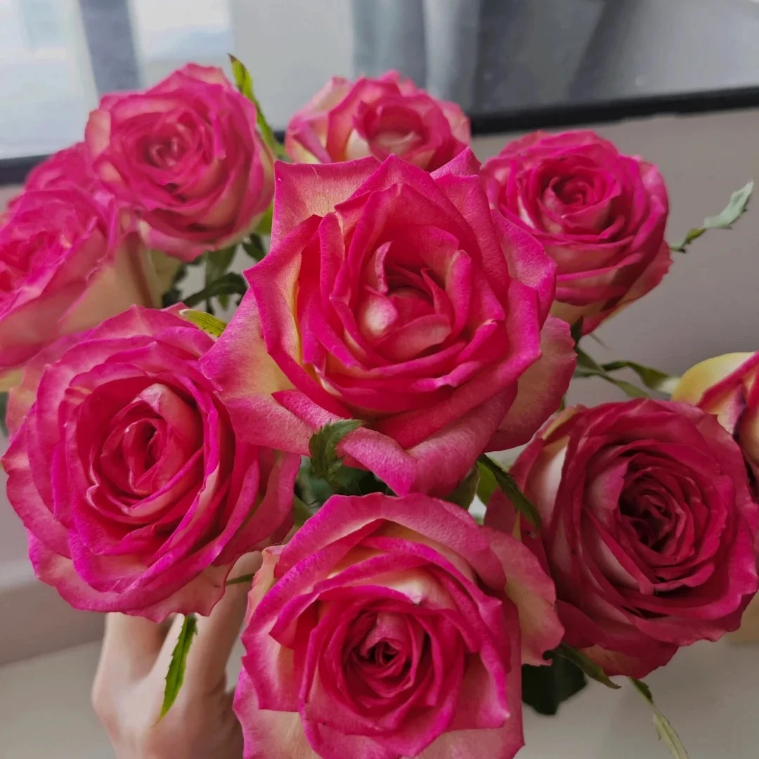 【挪威森林】双色高品质玫瑰 5℃以下地区必拍保温棉 不拍冻坏不售后