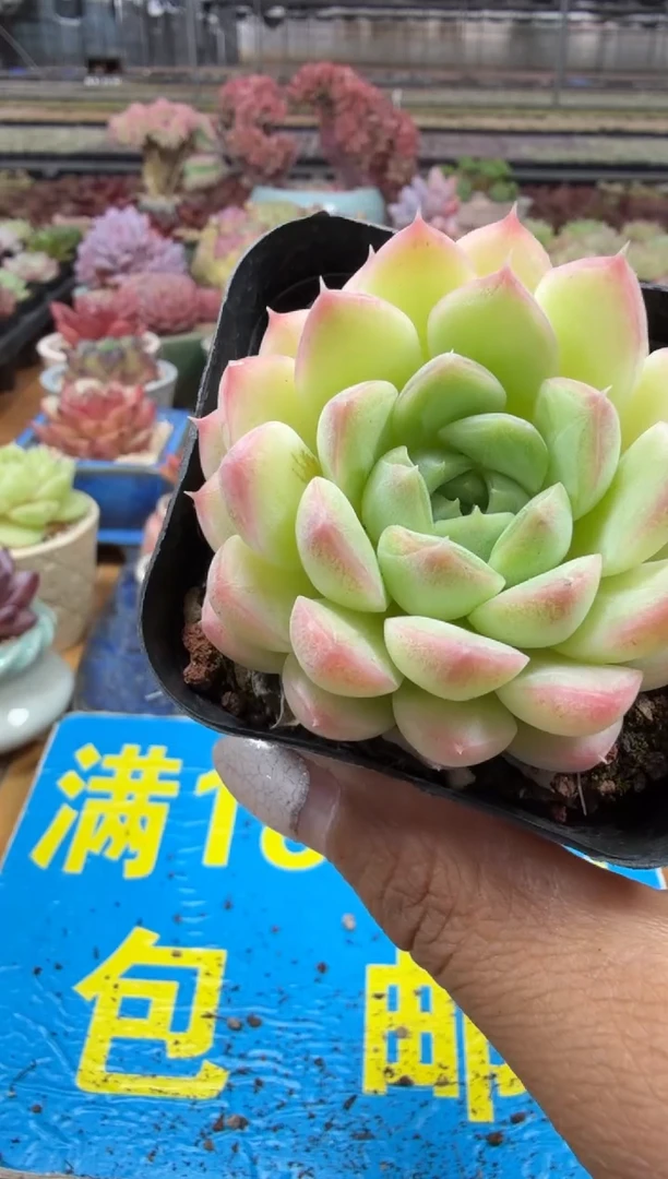 东云多肉园二店-270