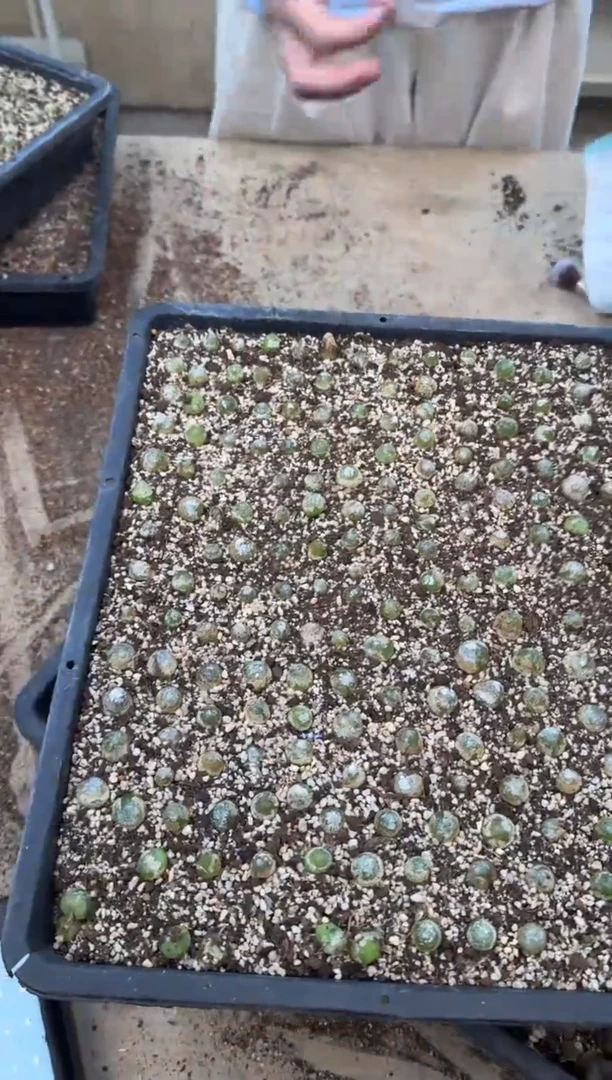 11-247多肉植物肉锥