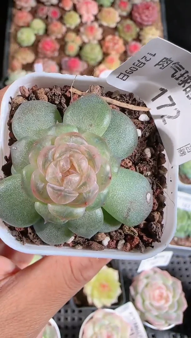 1209-172流莹多肉群生不包整