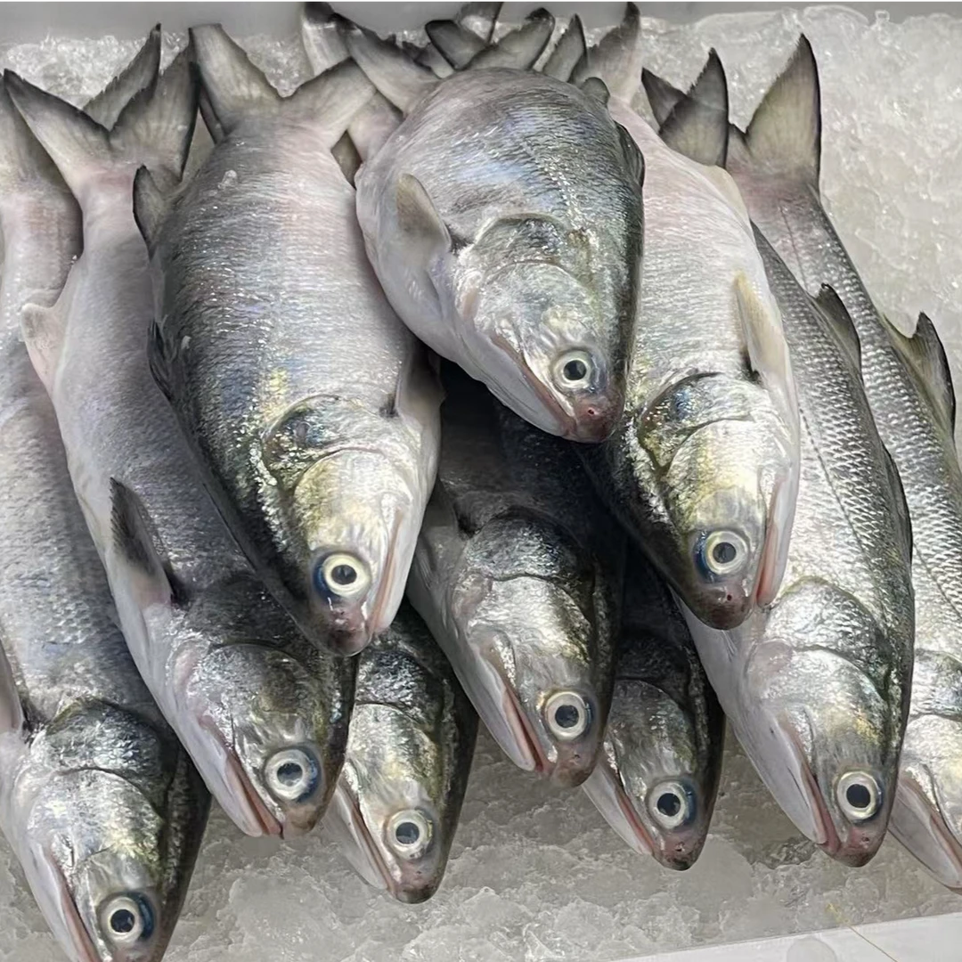 湛江海鲜马友鱼午鱼 到手4.7斤 共6条 活鱼速冻 顺丰生鲜冷链发货