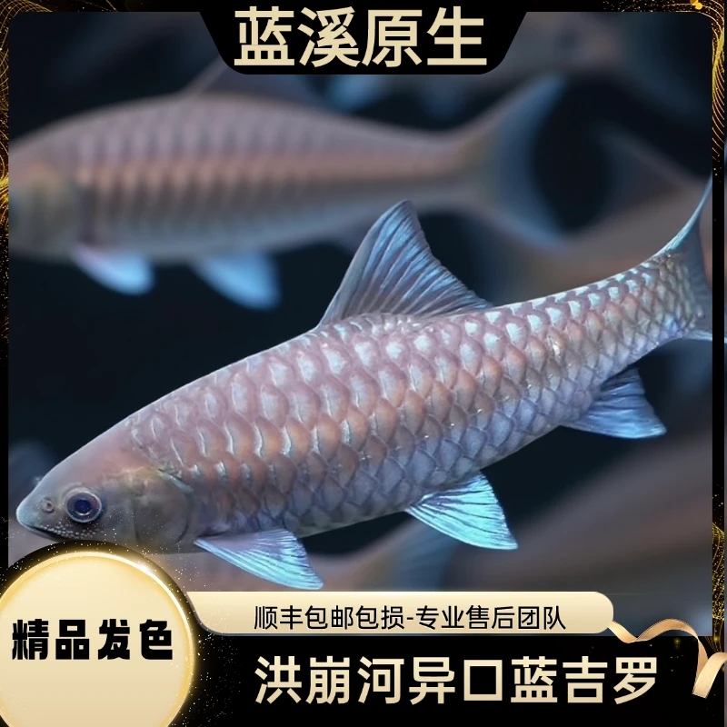 云南原生蓝吉罗异口观赏鱼淡水鱼包邮