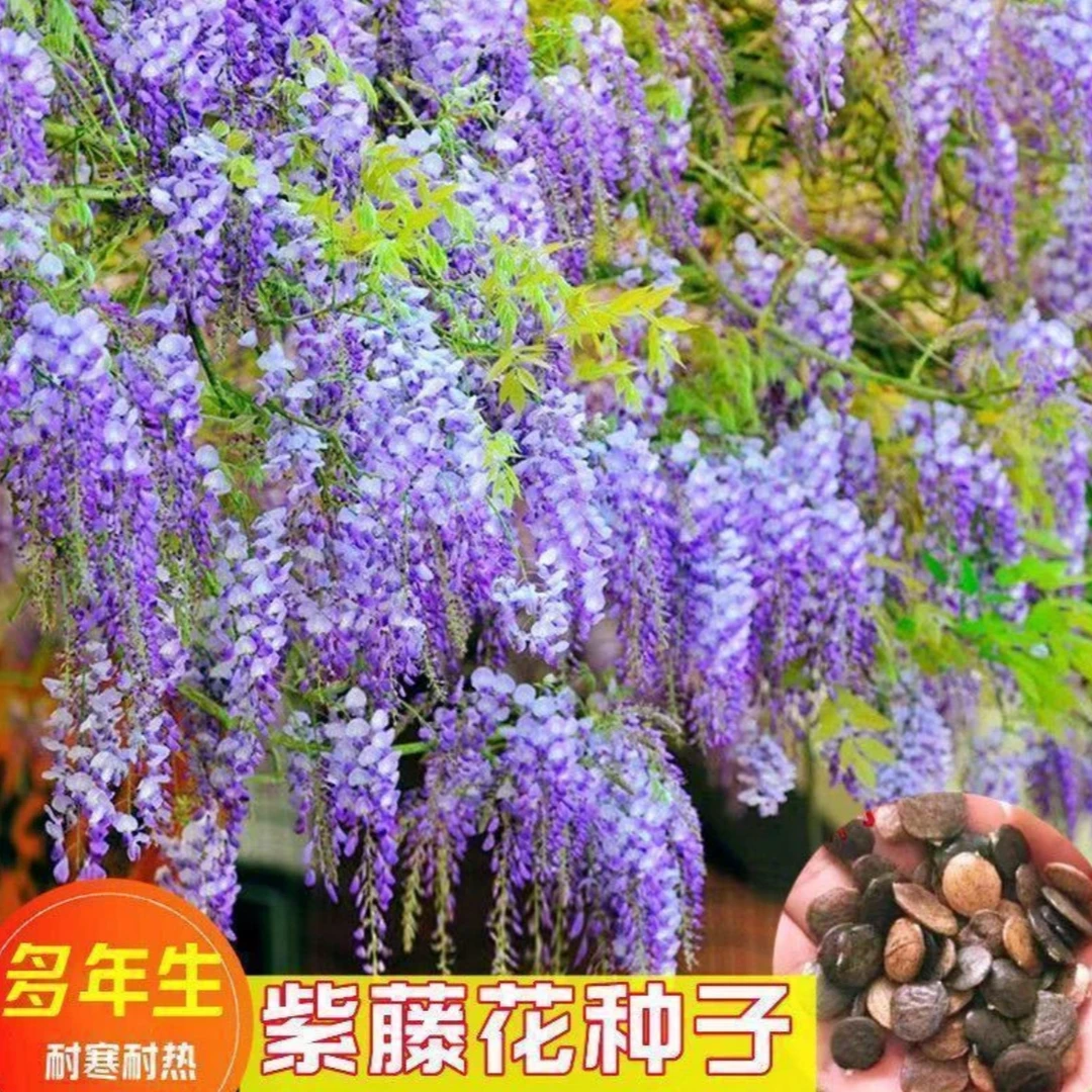 【紫藤花种子】家庭阳台小院盆栽地栽四季种植